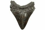 Fossil Megalodon Tooth - South Carolina #310036-1